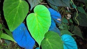 Bitki Yanardönerliği 