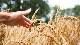 Buğday: Küresel krizler Türkiye'yi nasıl etkileyecek?