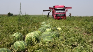 Çiftçiler kavun ve karpuza karşı uyardı 