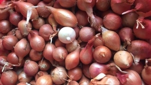 Depoya konmadan aylarca dayanabilen yerel soğanlara ne oldu?