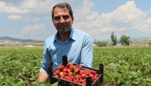 Devletten hibe alarak başladı! Hedefi 24 ton çilek üretmek 
