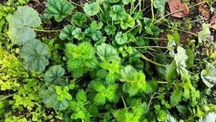 Doğada Düşmanlık Yoktur