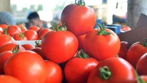 Domates Halde 4 markette 14 lira!