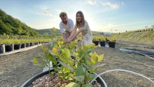 ECZACI EŞİNİN ÖNERİSİYLE 29 DEKAR ALANDA YABAN MERSİNİ YETİŞTİRİYOR