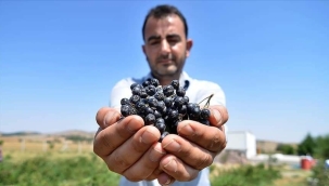 EŞİNİN SAĞLIĞI İÇİN YETİŞTİRDİĞİ 'SÜPER MEYVE', GEÇİM KAYNAĞI OLDU