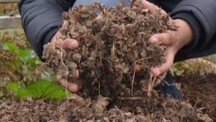 FINDIK KAPSÜLÜ SAMANDAN DAHA VERİMLİ ÇIKTI