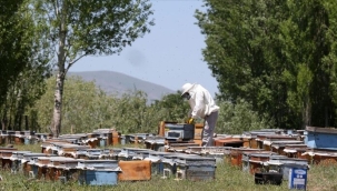 GEZGİN ARICILAR KALİTELİ BAL İÇİN MUŞ'U TERCİH EDİYOR