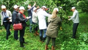 Giresun'da 2022 yılı tahmini fındık rekoltesi tespit çalışmaları başladı.