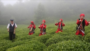 GİRESUN'DA ÇAY HASADI ETKİNLİĞİ DÜZENLENDİ