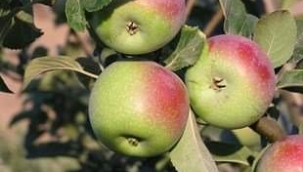 Göbek Elması, Gümüşhane'de... 