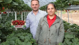 Görele'de Çilek yetiştirerek geçimlerini sağlıyorlar... 