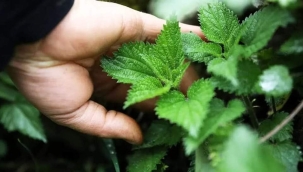 Isırgandan boya üretildi, iplik yapıldı