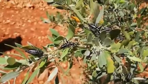 Karacasu'da zeytin ağaçlarını çekirgeler istila etti