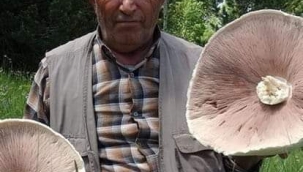 Kars'ta yağışların ardından 'dev mantar' bereketi 