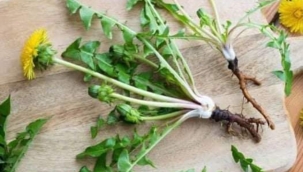 KEMOTERAPİDEN 100 KAT DAHA ETKİLİ İNANILMAZ BİTKİ : KARAHİNDİBA 