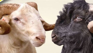 KOYUN VE KEÇİ TÜRÜ HAYVANLARIN TANIMLANMASI, TESCİLİ VE İZLENMESİ 