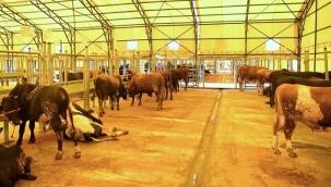 ​​​​​​​Kurban rehberi güncellenerek yayınlandı...