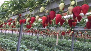 KURDUĞU 6 SERADA ÇİLEK ÜRETEN ÇİFTÇİ YÖRE HALKINA DA ÖRNEK OLDU