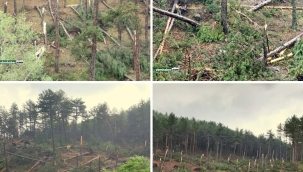 Kütahya'da hortum paniği: 80'e yakın ağacı biçip geçti