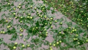 Malatya kayısı üreticisi ürün bakımı yeterince yapılamadığından yetişen kayısı miktarı az olmuştur