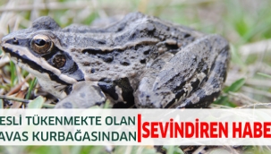 Nesli tükenmekte olan 'Tavas Kurbağasından' sevindiren haber