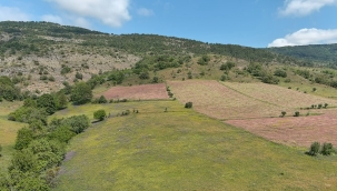 Ordu'da "Atıl Tarım Arazilerinde Yem Bitkisi Üretiminin Geliştirilmesi Projesi" 