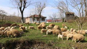 ORDU'NUN BEREKETLİ TOPRAKLARI HAYVANCILIKLA İDDİALI BİR HALE GELİYOR