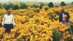 Orman gülleri açtı, yaylalar sarıya boyandı