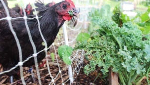 TAVUK GÜBRESİ NE KADAR İYİ? 