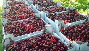 TOKAT KİRAZININ HİNDİSTAN ÇIKARMASI
