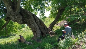 Tunceli'de 9 metre 22 santimetre gövde çapına sahip ceviz ağacı tespit edildi