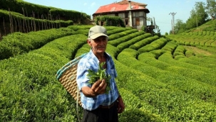 Türk çayı, Haziran başına kadar ihracattan 9,8 milyon dolarlık geliri ülkeye getirdi