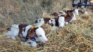 Türkiye'de ve Dünyada Tek Olduğu İddia Edilen Beşiz Buzağılar 2 Yaşına Girdi