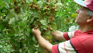 Üreticinin fındıkta fiyat beklentisi 4 dolar 