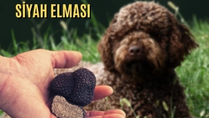 Uşak Ormanlarında "Siyah Elmas" Avı