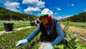 Yozgat'ta üretilen fidanlar ağaçlandırma rehabilitasyon sahalarında toprakla buluşturulacak