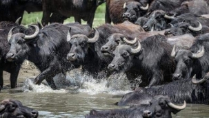 YÜZYILLARDIR MANDA YETİŞTİREREK YERLİ IRK MİRASINI GELECEĞE TAŞIYORLAR 