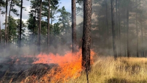 Alacağımız Küçük Tedbirlerle Vatanımız Hep Yeşil Kalabilir