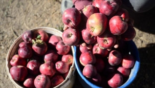 Bitlis'te yürütülen projelerle meyve bahçelerinde elmalar büyüdü