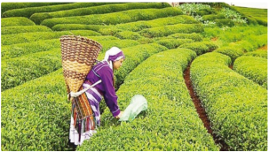 ÇAYKUR 10 günde 3 bin 668 ton yaş çay aldı