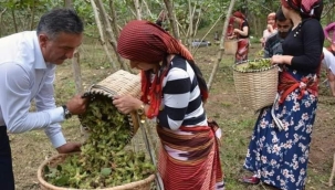 Çiftçi-Sen Fındığa 85 TL taban fiyat istedi