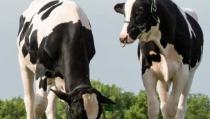 DÜVELERDE İLK TOHUMLAMA YAŞI NE OLMALIDIR?