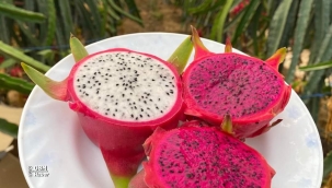 Ejder meyvesinde hasat başladı