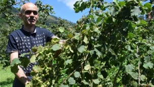 "EMANETE FINDIK BIRAKMAYIN"