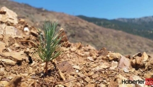 FİDAN BAĞIŞI YAPMAYIN !