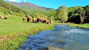 Fransa'da kuraklık nedeniyle 86 bölgede su kullanımına kısıtlama