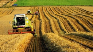 HOLLANDA TARIM POLİTİKASI