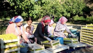 İNCİR'İN BAŞKENTİNDE HASAT BAŞLADI 