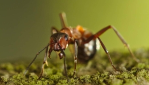 Karınca Bir Ormanı Kurtarır mı ?