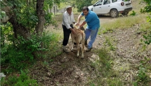 Keneye Karşı 61 Bin 450 Büyükbaş Hayvan İlaçlandı